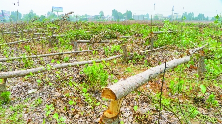 河南村民给县领导打电话举报毁林 1个多小时后